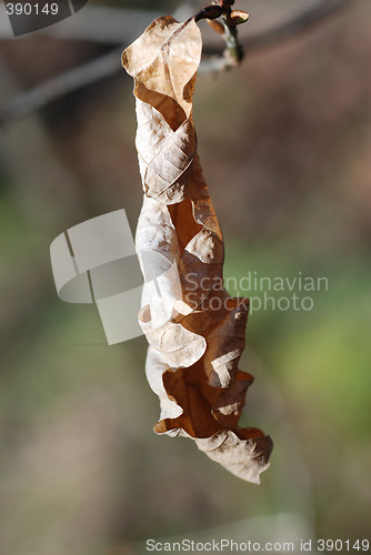 Image of Dead Leaf Hanging