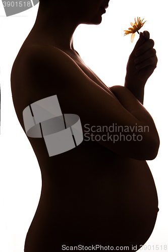 Image of Silhouette of pregnant woman holding flower