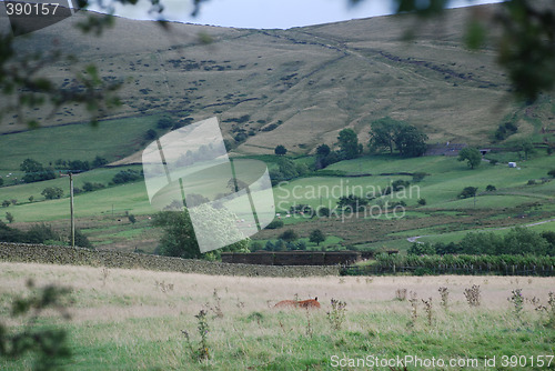 Image of Tree Framing British Countryside