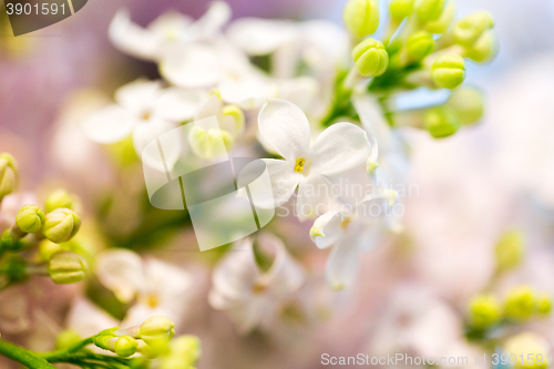 Image of close up of beautiful lilac flowers