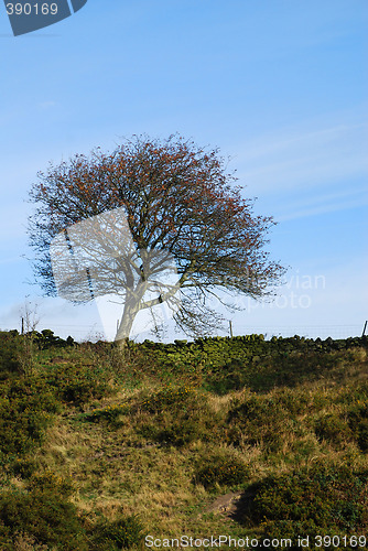 Image of Lonely Tree