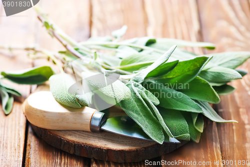 Image of fresh sage