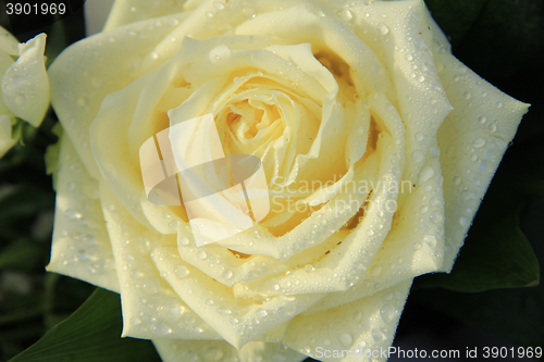 Image of White rose with dew drop