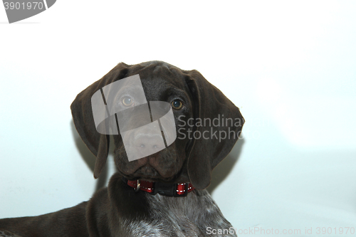 Image of German Shorthaired Pointer puppy