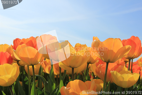 Image of Yellow and orange tulips