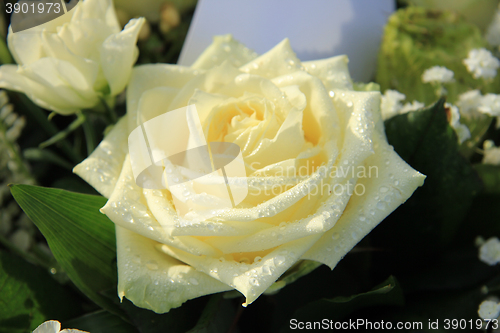 Image of White rose with dew drop