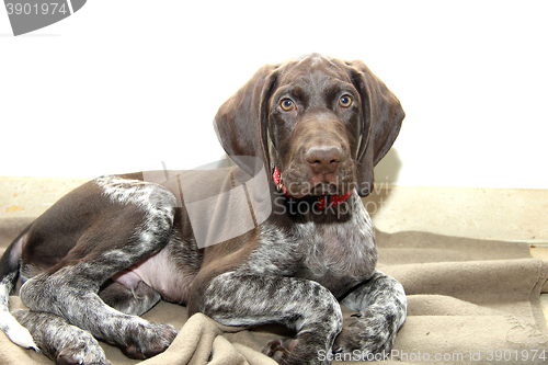 Image of German Shorthaired Pointer puppy