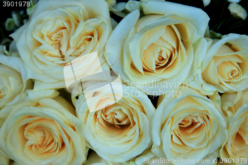 Image of White wedding roses