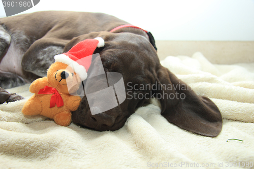 Image of Dreaming of a dog\'s Christmas