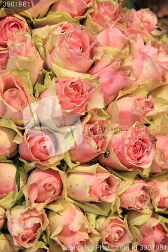 Image of Wedding decorations with pink roses