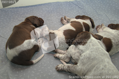 Image of German Shorthaired Pointer puppies