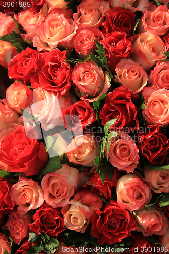 Image of Red and pink roses