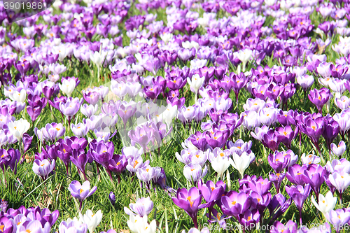 Image of Crocuses on a field