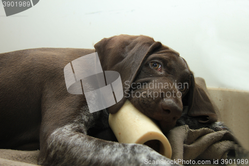 Image of German Shorthaired Pointer puppy