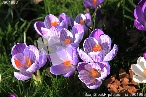 Image of purple crocuses