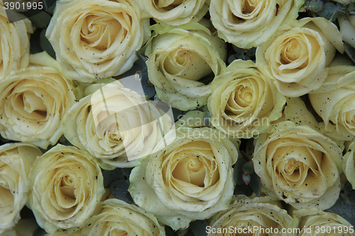 Image of White wedding roses