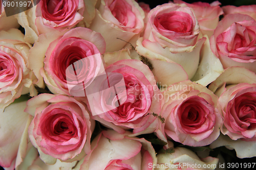 Image of Pink wedding roses