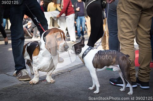 Image of Two dogs greeting each other by sniffing.