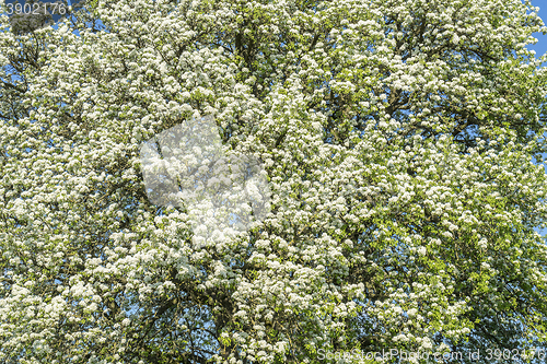 Image of apple blossoms