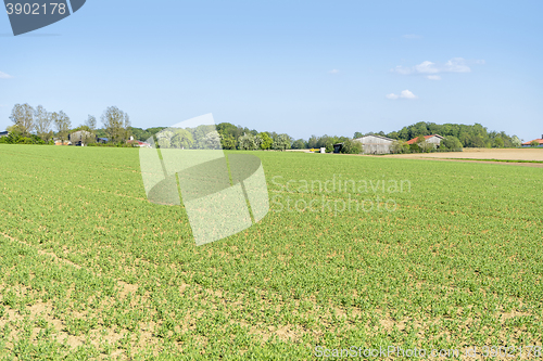 Image of sunny farmland scenery