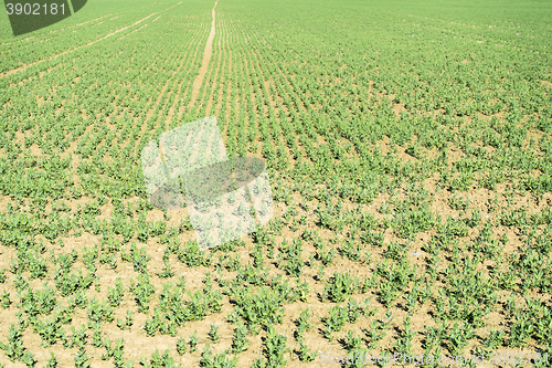 Image of sunny farmland scenery