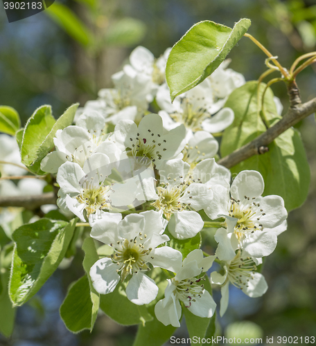 Image of apple blossoms