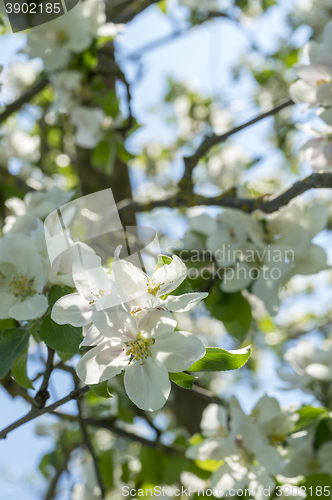 Image of apple blossoms