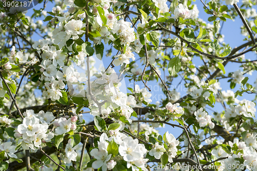 Image of apple blossoms