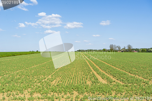 Image of sunny farmland scenery