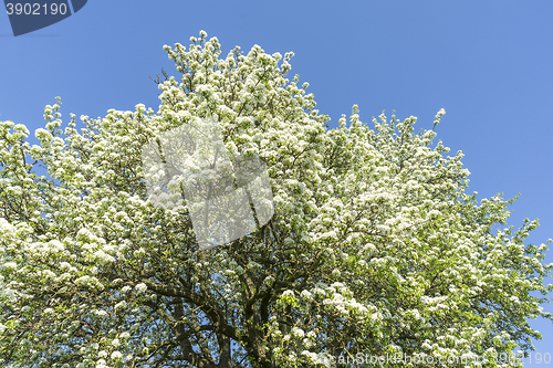 Image of apple blossoms