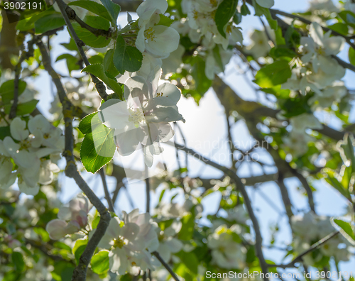 Image of apple blossoms