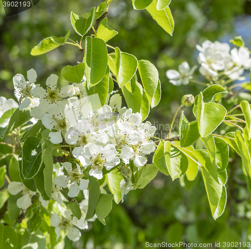 Image of apple blossoms