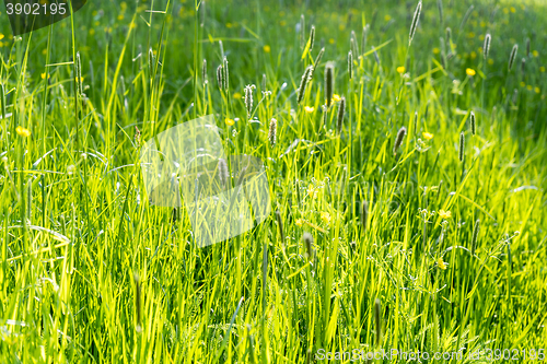 Image of sunny illuminated grassland scenery