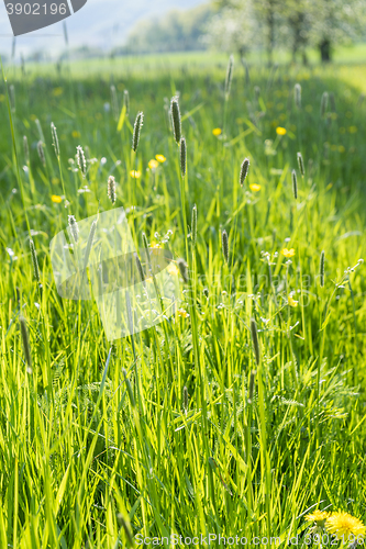 Image of sunny illuminated grassland scenery