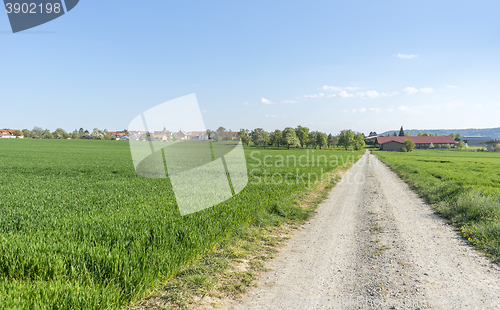 Image of field path at spring time