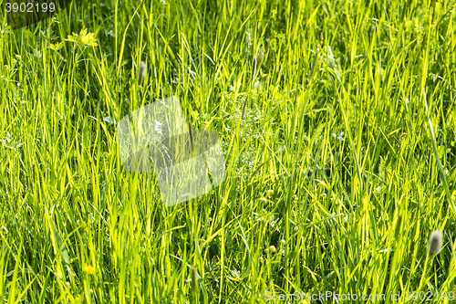 Image of sunny illuminated grassland scenery