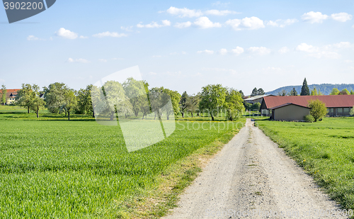 Image of field path at spring time