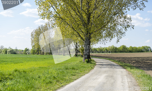 Image of field path at spring time