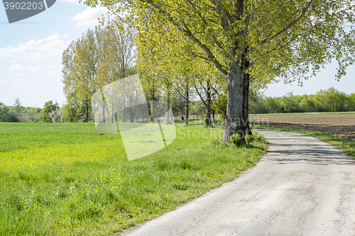 Image of field path at spring time