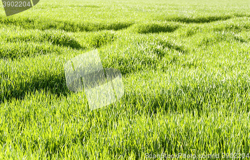 Image of sunny illuminated grassland scenery