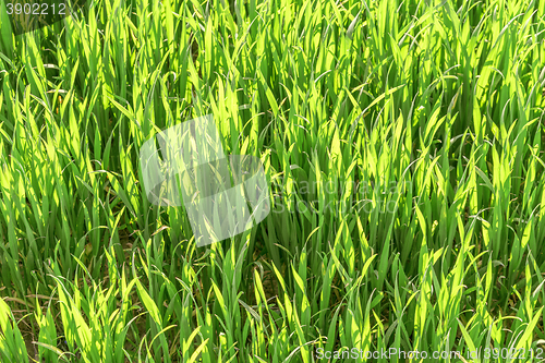 Image of sunny illuminated grassland scenery