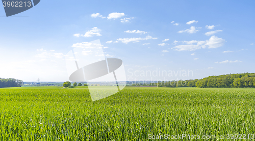 Image of rural springtime scenery