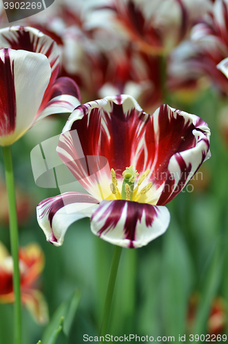 Image of Beautiful of tulips