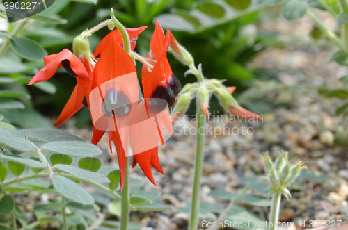 Image of Sturts desert pea