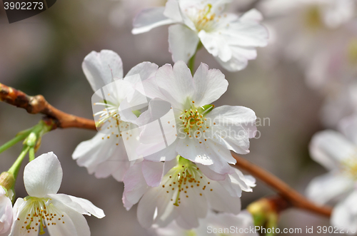 Image of Beautiful Cherry blossom