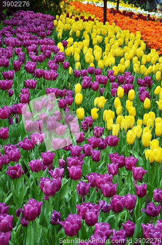 Image of Beautiful of tulips