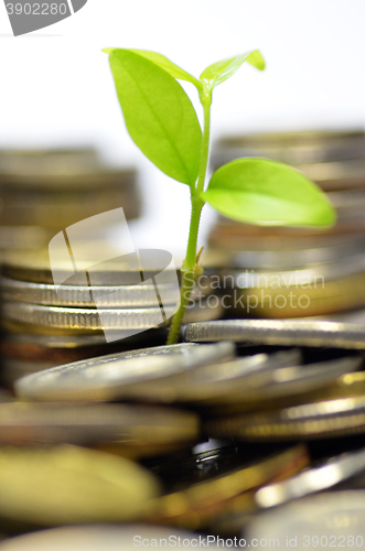 Image of Plant and lot of coins