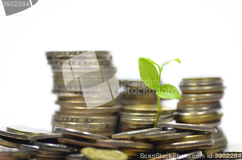 Image of Plant and lot of coins