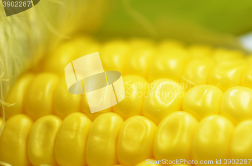 Image of Detail shot of fresh corn on cob 