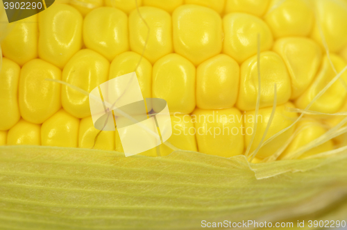 Image of Detail shot of fresh corn on cob